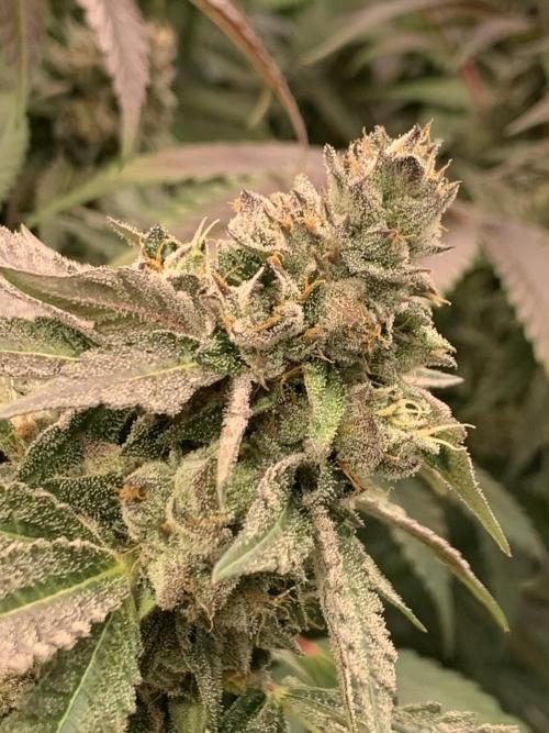 Ripper Seeds Shimo x2 + Kmintz x2. Week 8 - Week 8 Day 1 kmintz