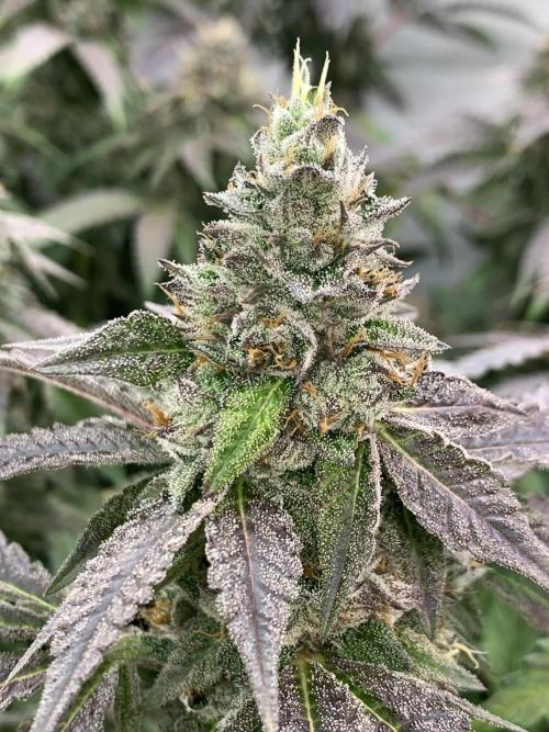 Ripper Seeds Shimo x2 + Kmintz x2. Week 8 - Week 8 Day 1 kmintz