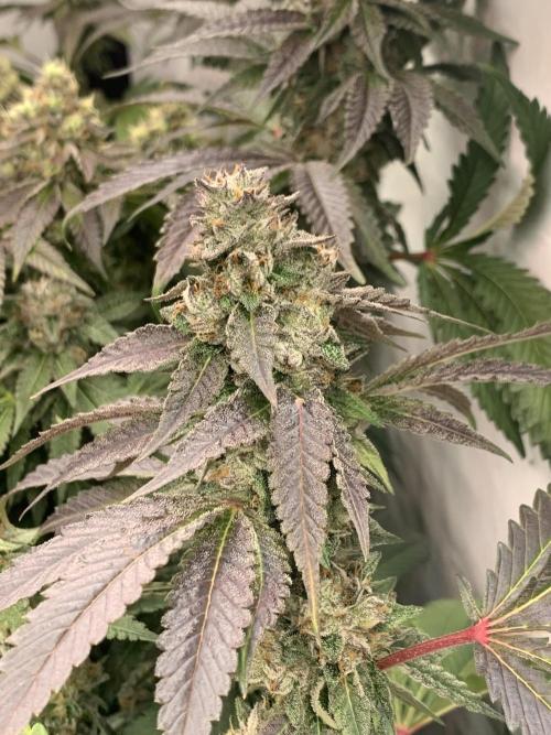 Ripper Seeds Shimo x2 + Kmintz x2. Week 8 - Week 8 Day 1 shimo