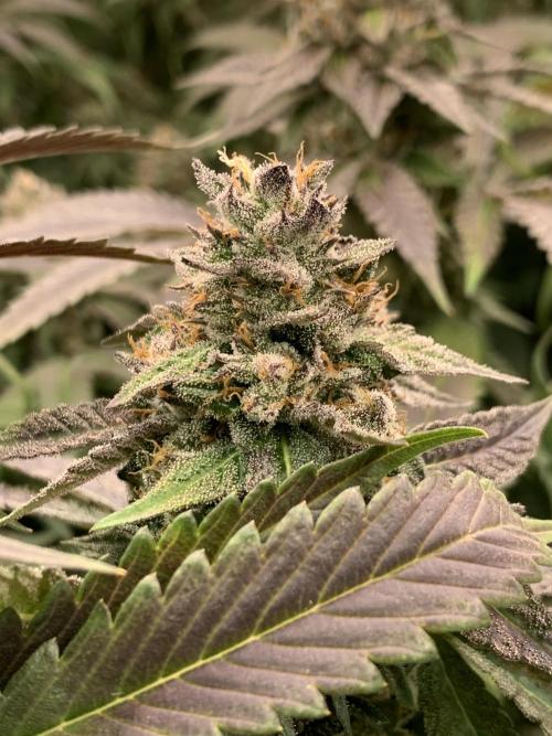 Ripper Seeds Shimo x2 + Kmintz x2. Week 8 - Week 8 Day 1 shimo