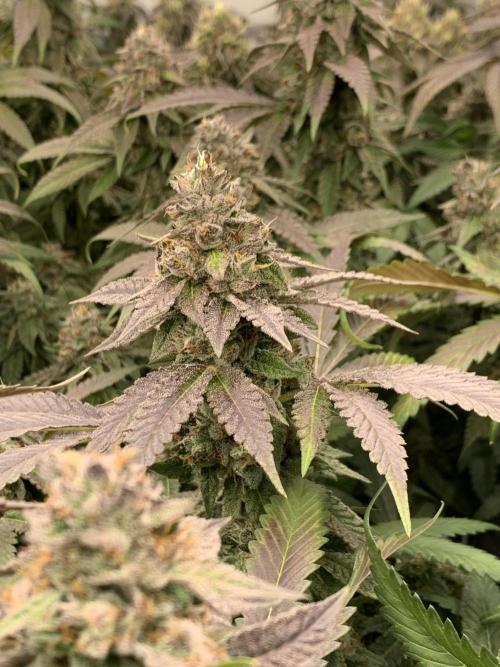 Ripper Seeds Shimo x2 + Kmintz x2. Week 8 - Week 8 Day 1 kmintz