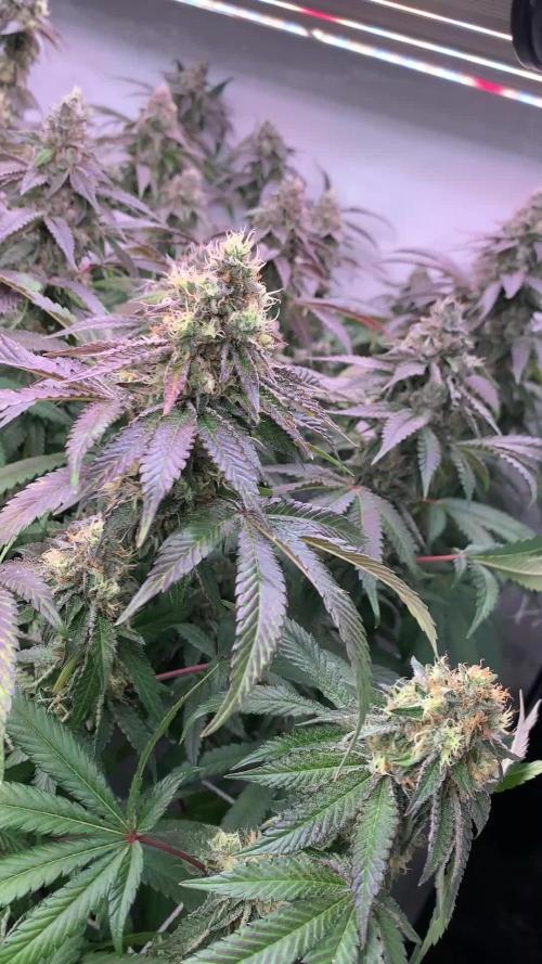 Ripper Seeds Shimo x2 + Kmintz x2