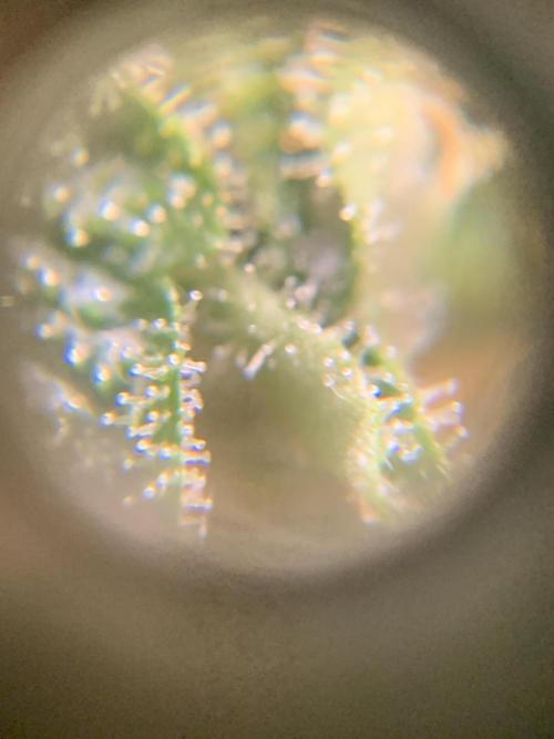 Ripper Seeds Shimo x2 + Kmintz x2. Week 8 - Week 8 Day 3 shimo