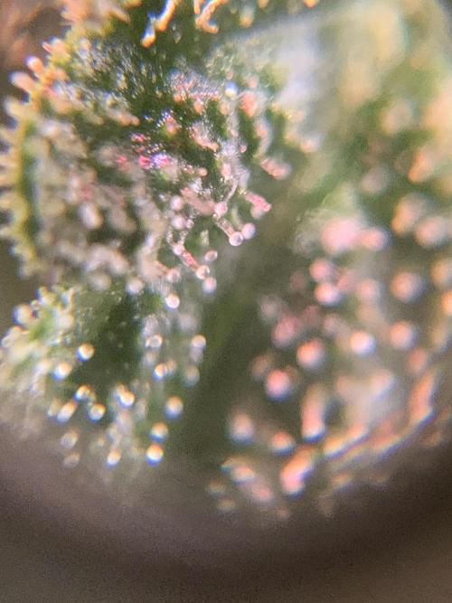 Ripper Seeds Shimo x2 + Kmintz x2. Week 8 - Week 8 Day 3 shimo
