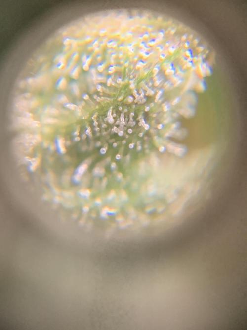 Ripper Seeds Shimo x2 + Kmintz x2. Week 8 - Week 8 Day 3  kmintz
