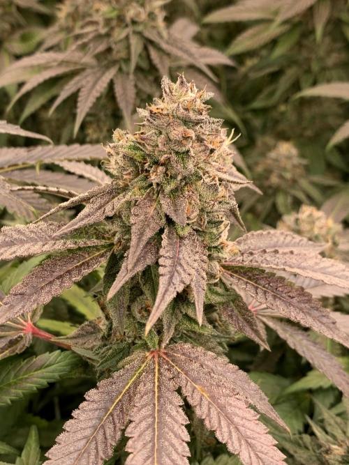 Ripper Seeds Shimo x2 + Kmintz x2. Week 8 - Week 8 Day 3 shimo