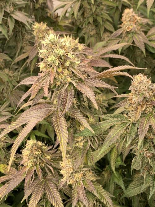 Ripper Seeds Shimo x2 + Kmintz x2. Week 8 - Week 8 Day 3 shimo