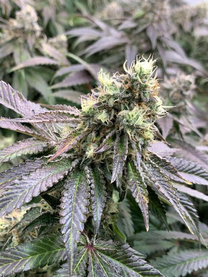 Ripper Seeds Shimo x2 + Kmintz x2. Week 10