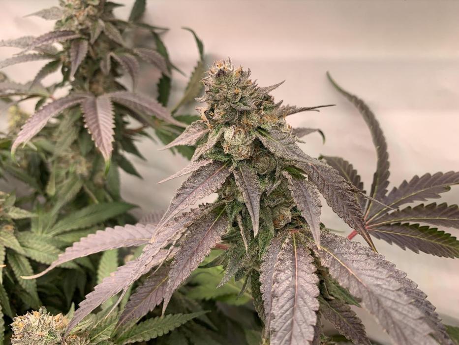 Ripper Seeds Shimo x2 + Kmintz x2. Week 10