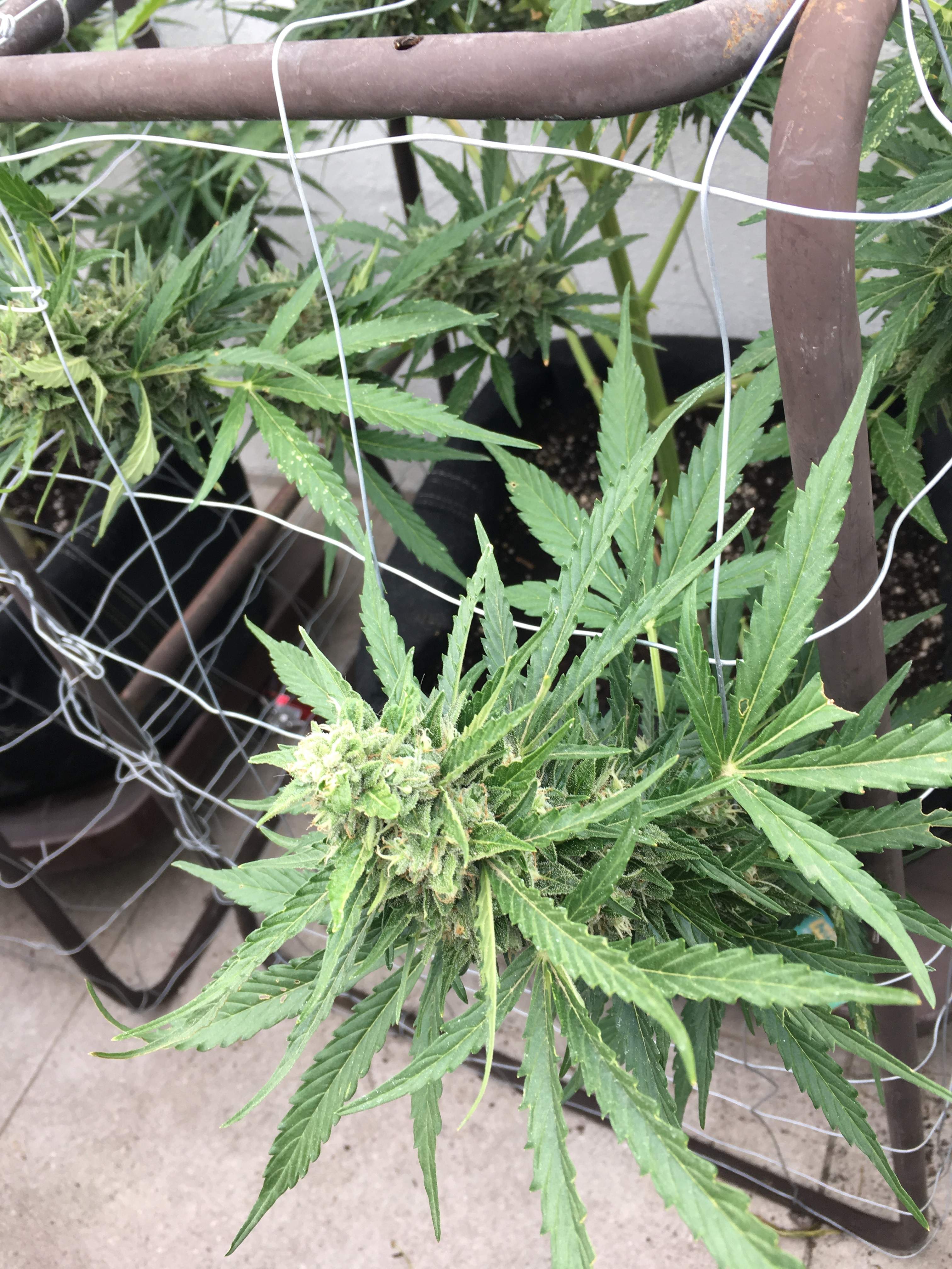 Nirvana Blueberry Kush Autoflower grow diary (journal) week9 by