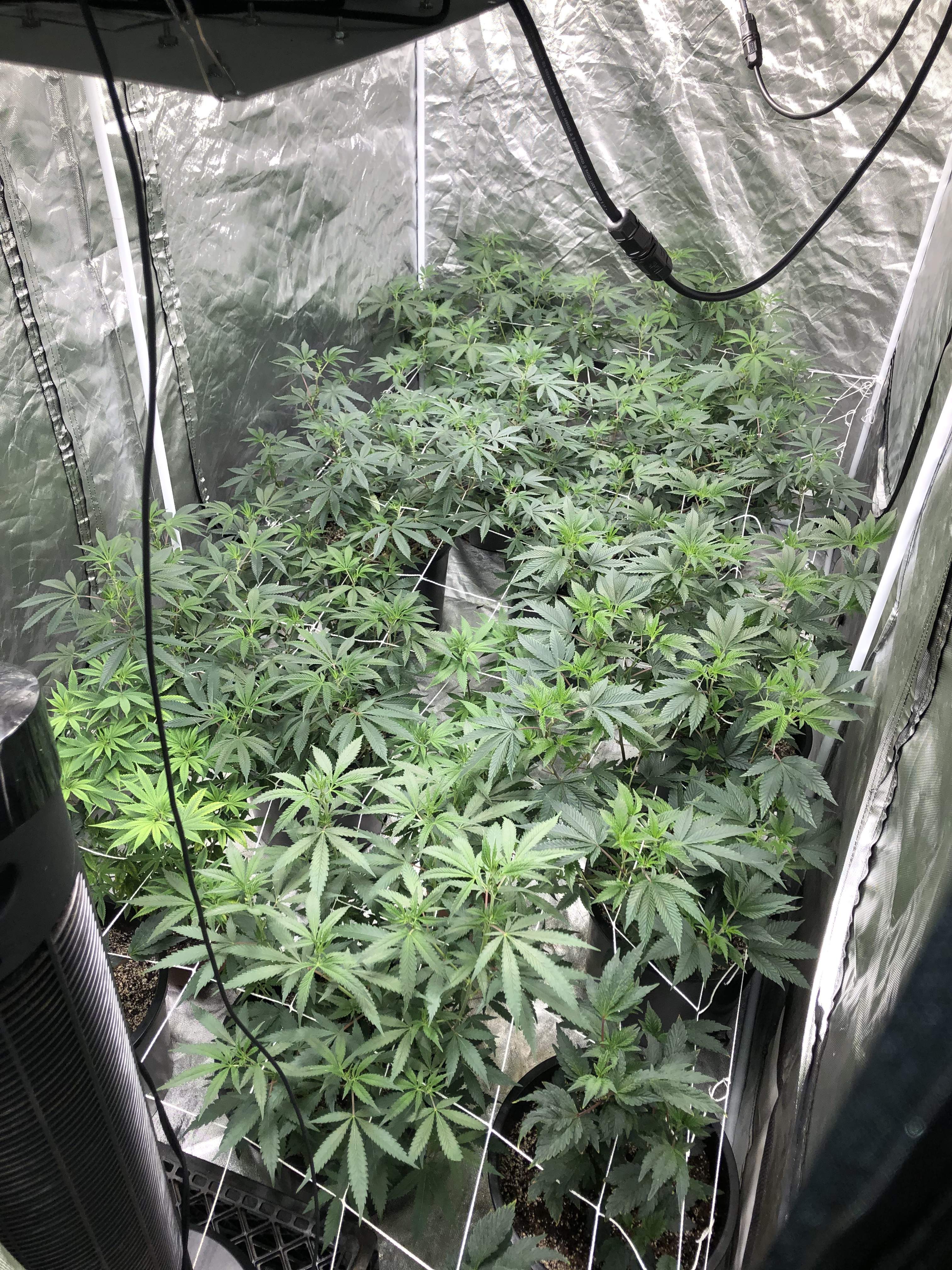 Grape Pie, Peanut Butter Breath, Motor Breath, Girl Scout Cookie, Super