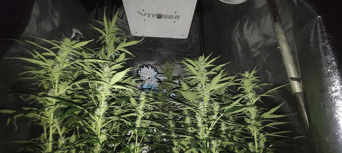 Winter round 2 🍉. Week 7