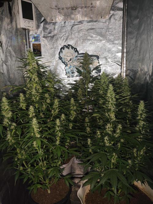 Winter round 2 🍉. Week 8