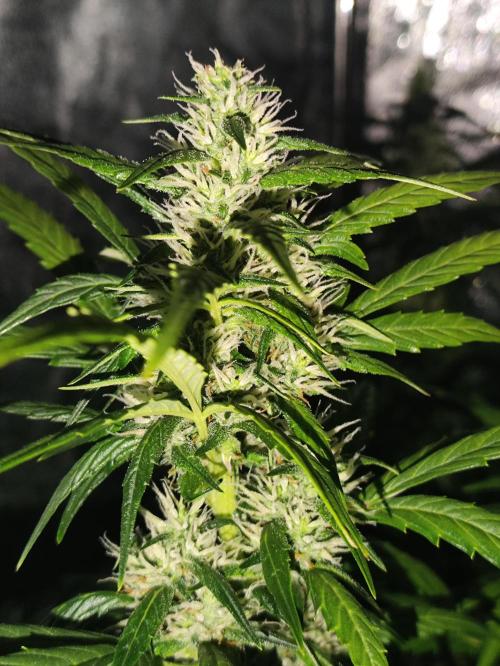 Winter round 2 🍉. Week 8