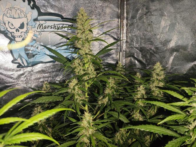 Winter round 2 🍉. Week 8