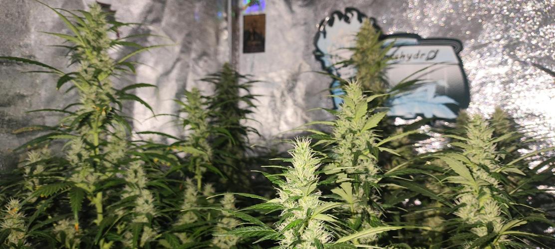 Winter round 2 🍉. Week 8