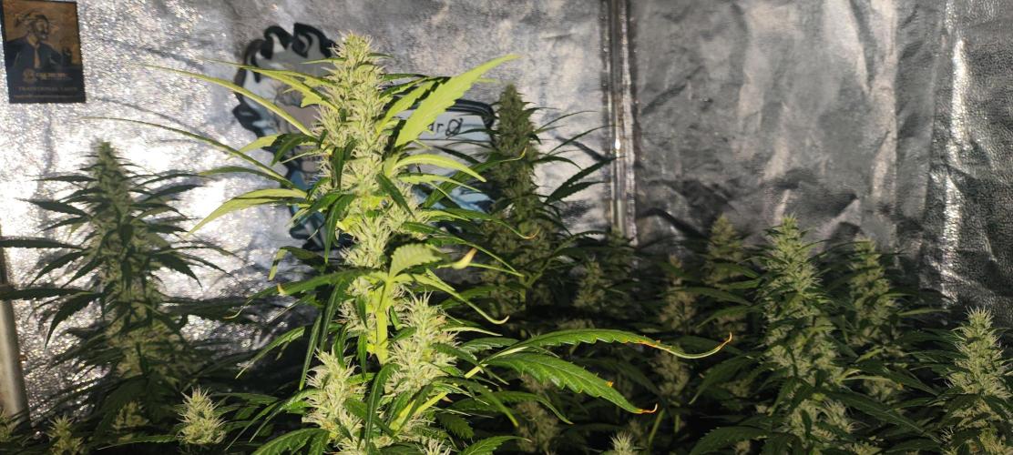 Winter round 2 🍉. Week 8