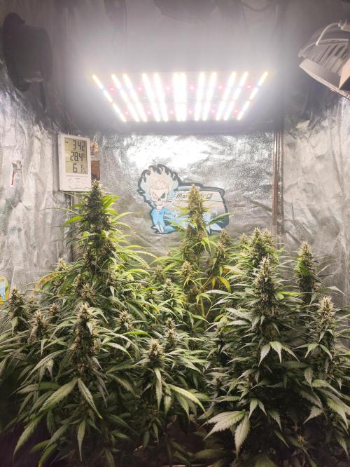 Winter round 2 🍉. Week 9