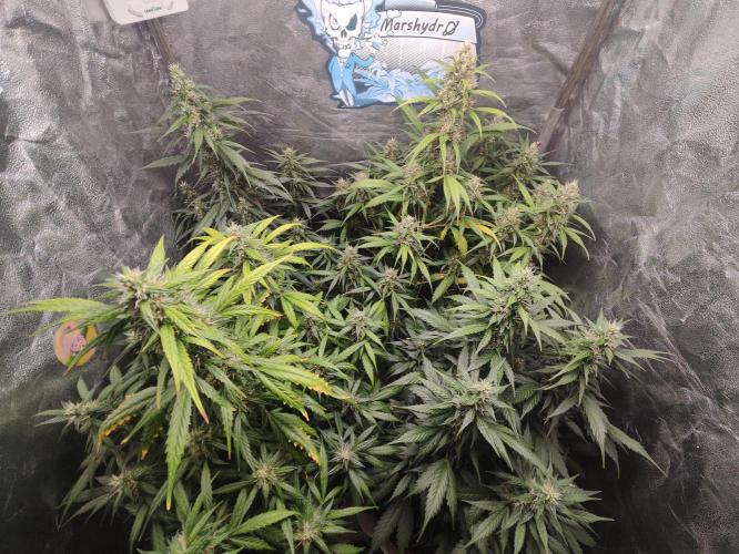 Winter round 2 🍉. Week 9