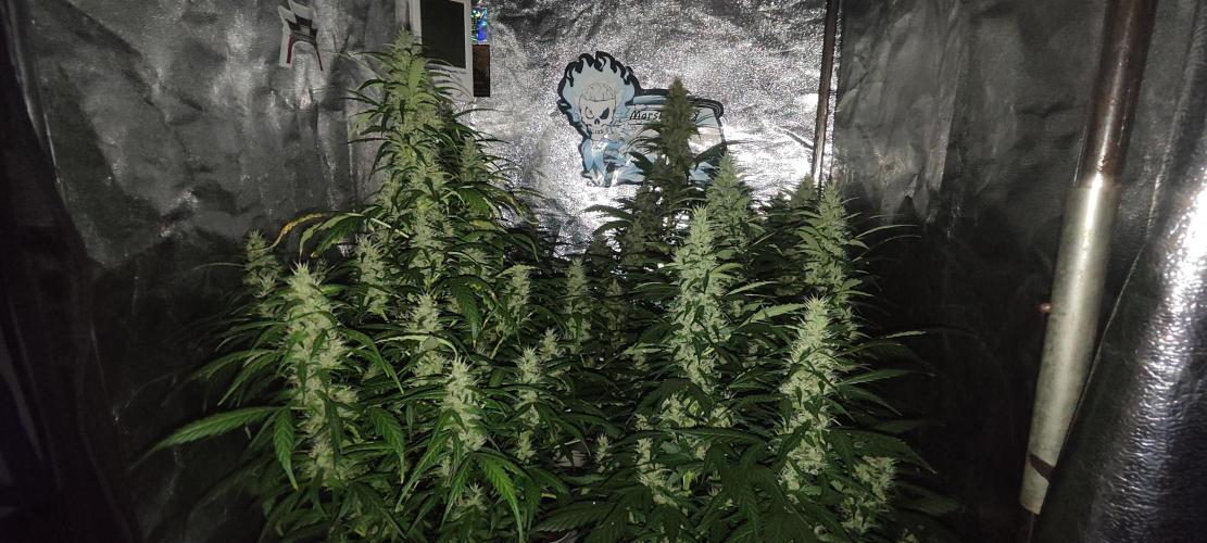 Winter round 2 🍉. Week 9