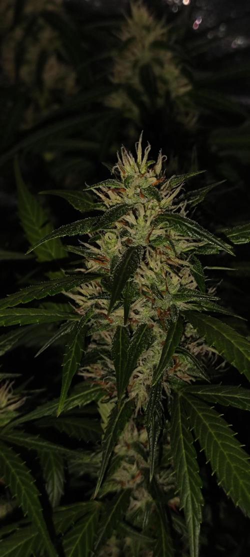 Winter round 2 🍉. Week 9