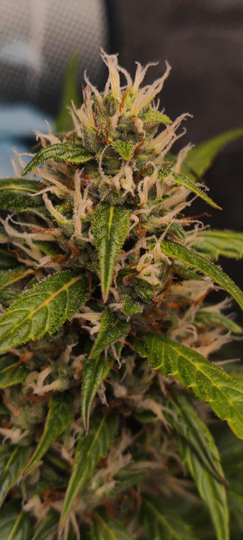 Winter round 2 🍉. Week 9