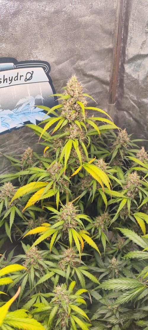 Winter round 2 🍉. Week 10