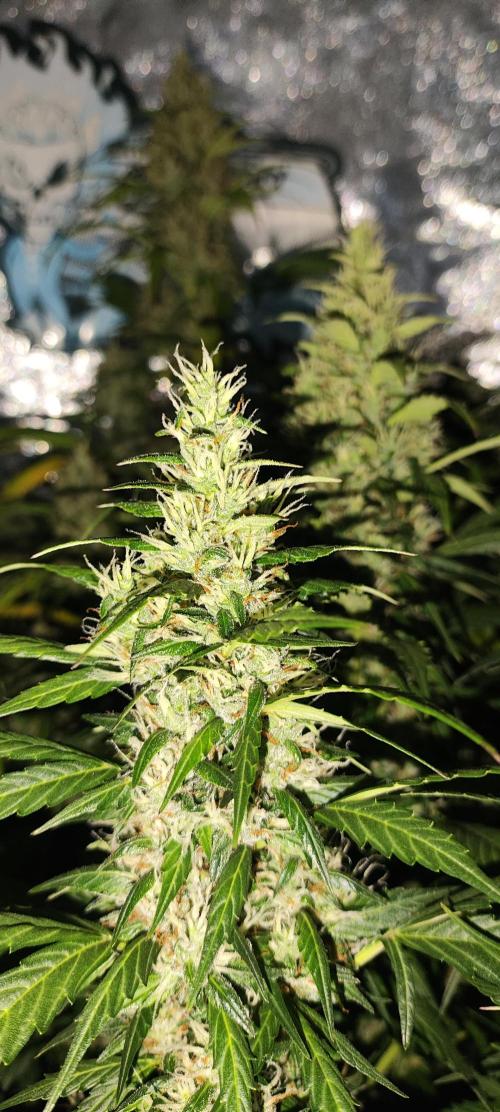 Winter round 2 🍉. Week 10