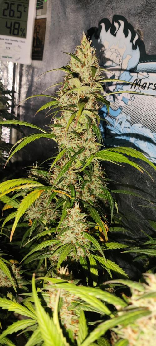 Winter round 2 🍉. Week 10