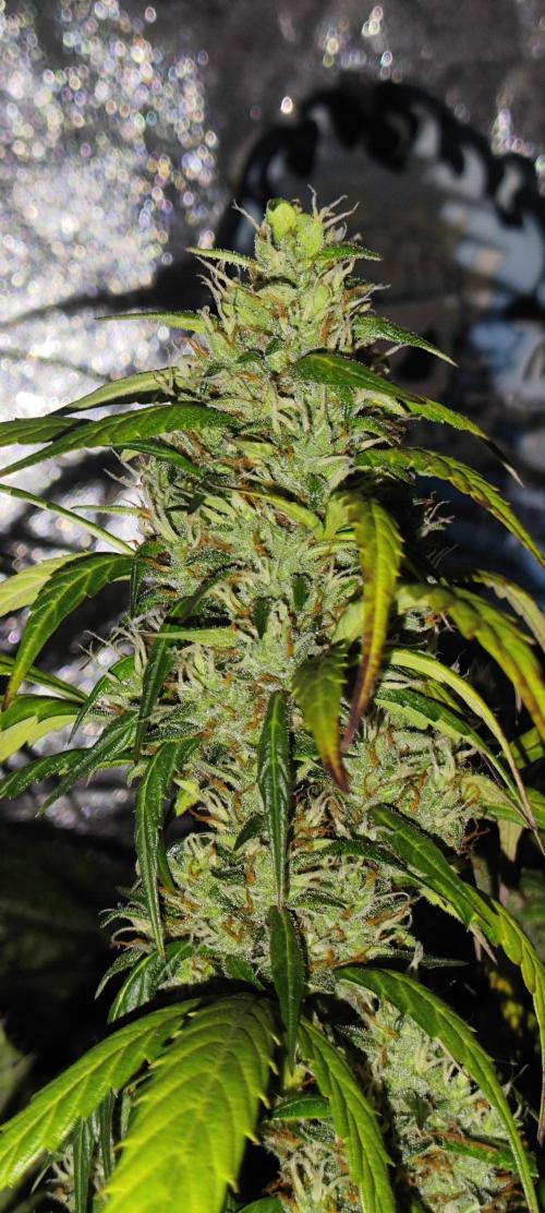 Winter round 2 🍉. Week 10