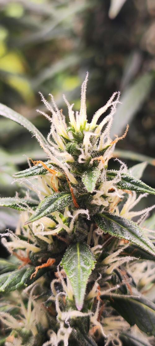 Winter round 2 🍉. Week 10