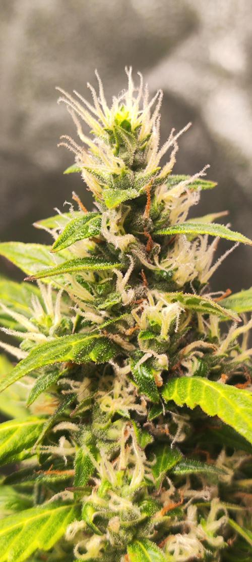 Winter round 2 🍉. Week 10