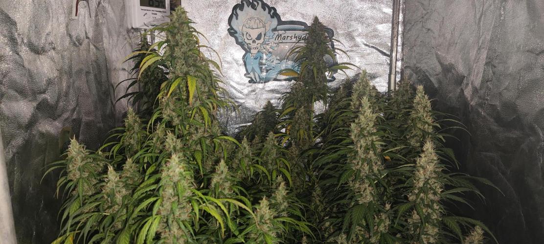 Winter round 2 🍉. Week 11