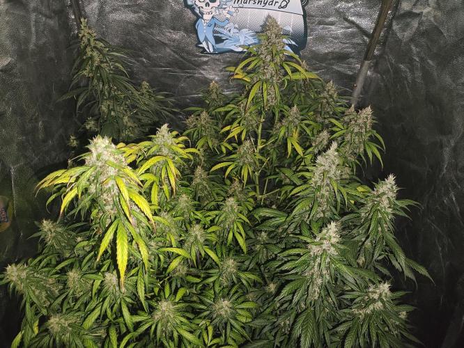 Winter round 2 🍉. Week 11