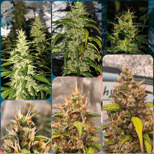 Winter round 2 🍉. Week 11