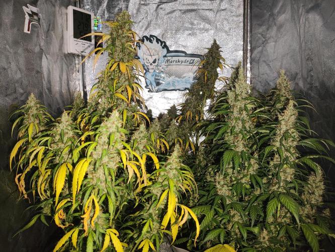 Winter round 2 🍉. Week 12