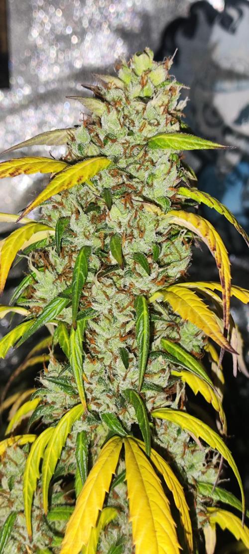 Winter round 2 🍉. Week 12