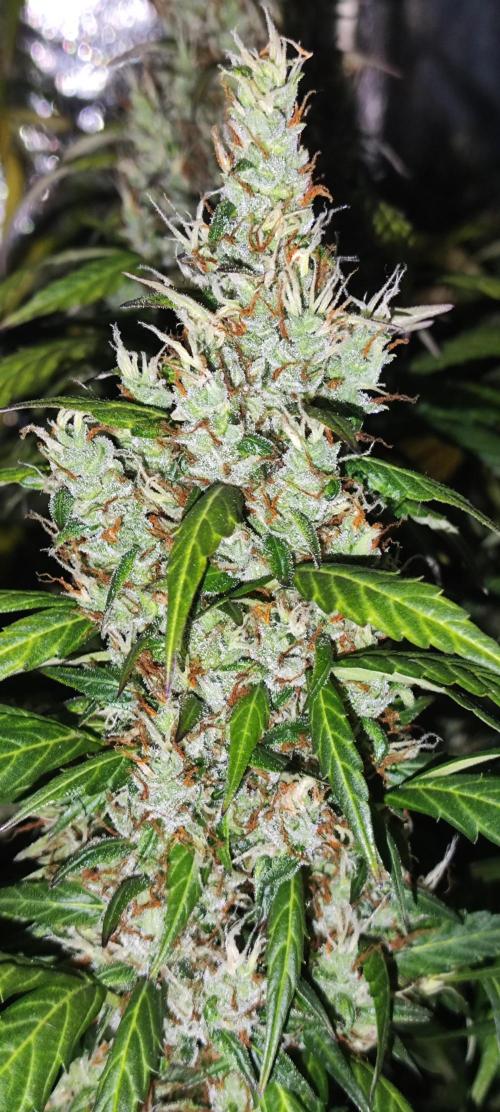 Winter round 2 🍉. Week 12