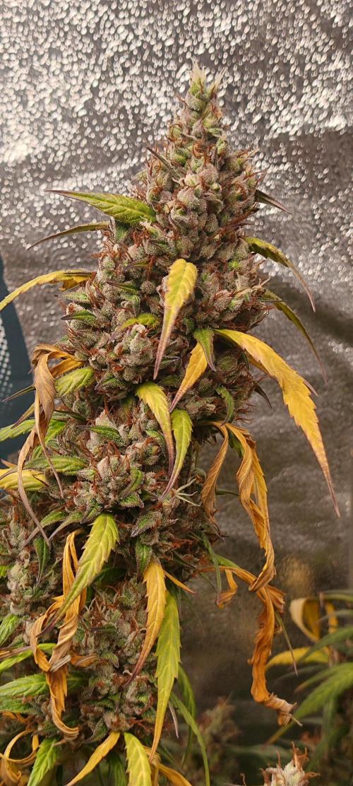 Winter round 2 🍉. Week 12