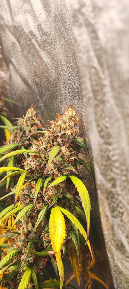 Winter round 2 🍉. Week 12