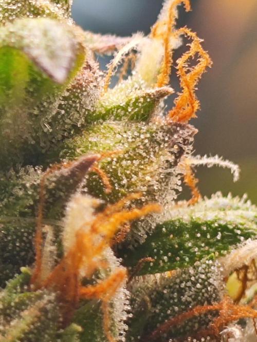 Winter round 2 🍉. Week 12