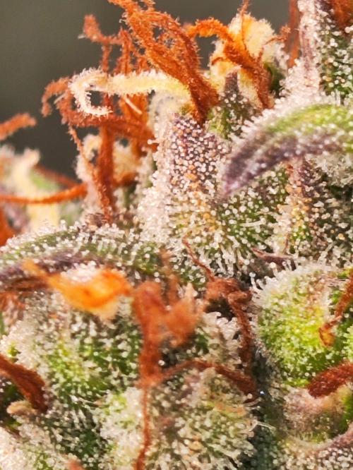 Winter round 2 🍉. Week 12