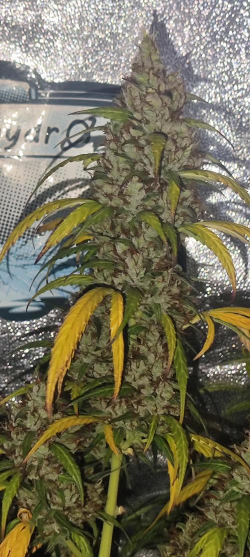 Winter round 2 🍉. Week 12