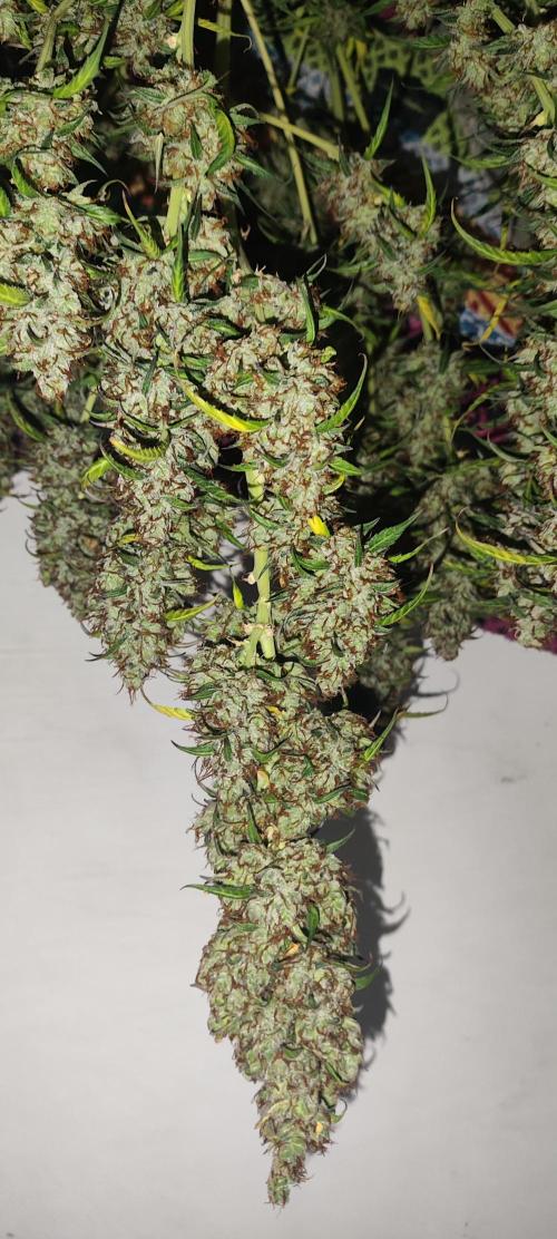 Winter round 2 🍉. Week 13