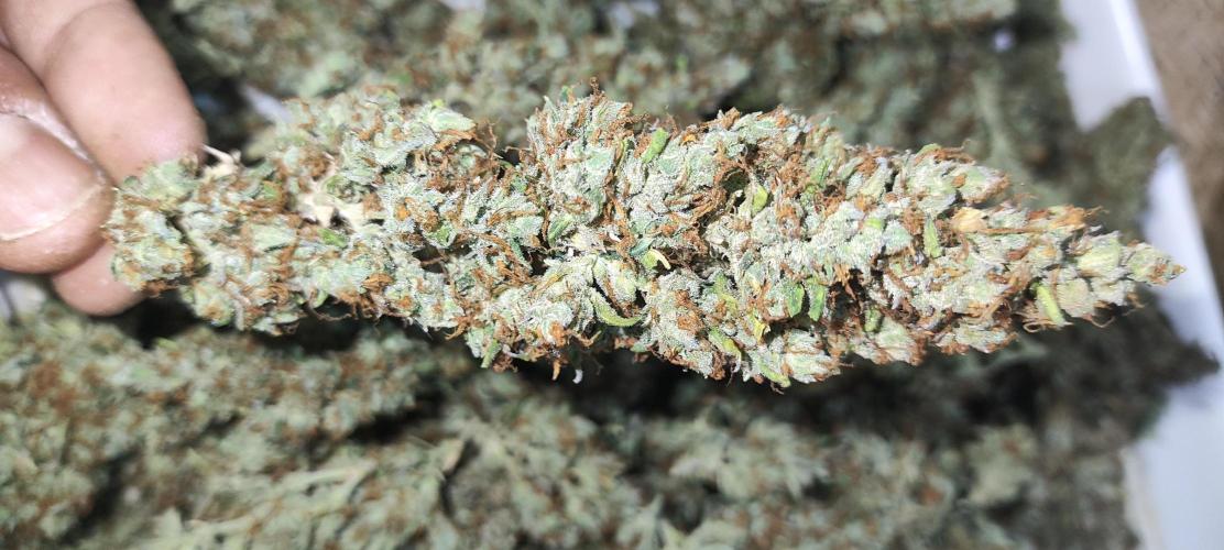 Winter round 2 🍉. Week 13