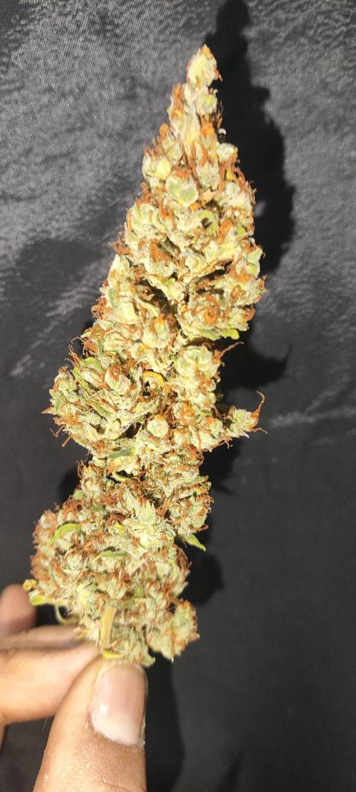 Winter round 2 🍉. Week 13