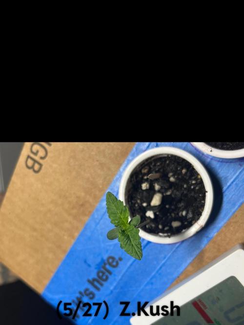 Joey G’s indoor+outdoor grow. Week 5 - Z.Kush slowly but surely making progress. N.Lights² not doing too much.