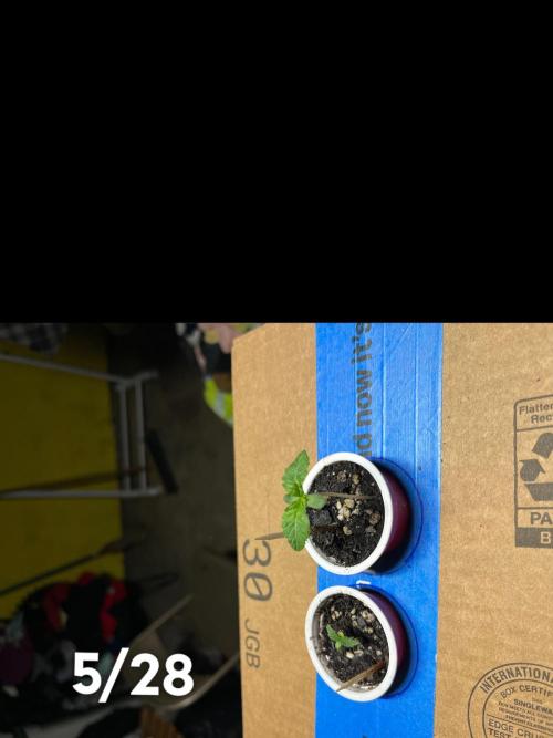 Joey G’s indoor+outdoor grow. Week 5
