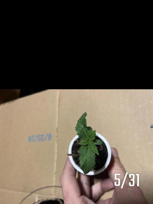Joey G’s indoor+outdoor grow. Week 5 - Z.Kush- off leaf twisting. 