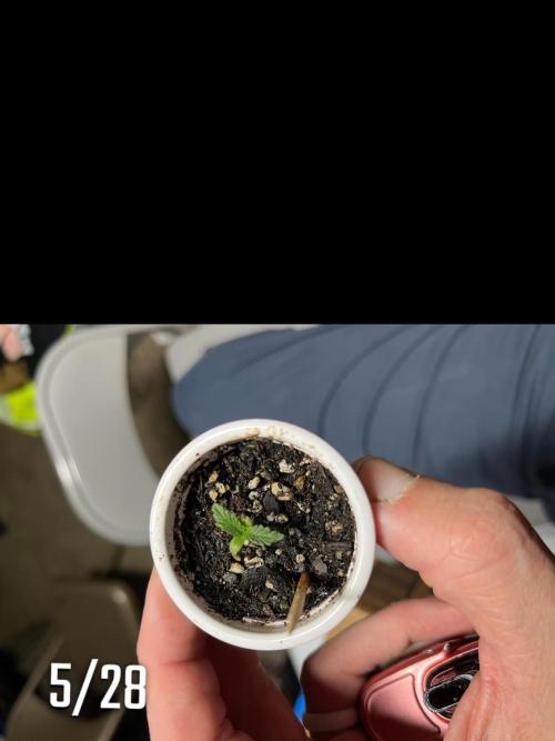 Joey G’s indoor+outdoor grow. Week 5 - Northern Lights² looking super small. Both broke soil 5/22. 
